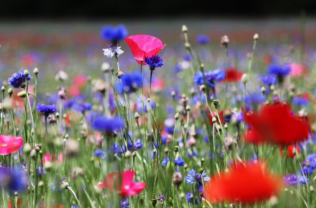Blumen auf einer Wiese